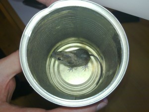 Baby mouse in a soup tin